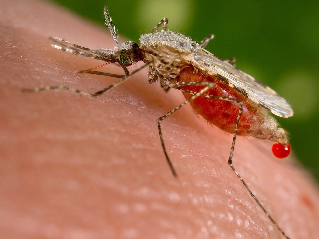 An Anopheles stephensi mosquito — a known vector of malaria — sucks blood from a human host through its pointed proboscis.