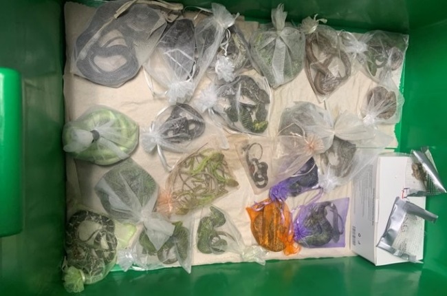 A Californian man was arrested after he tried to smuggle 60 reptiles in his pants and other clothing. (Photo: Twitter)