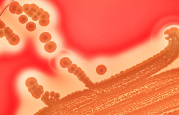 bacteria on skin