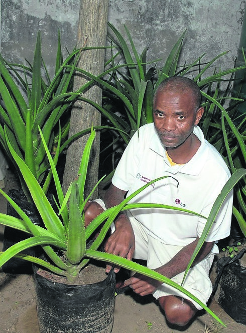 Zanemvula Tyokwana said he wished he had the land to produce more aloe plants.           Photo by Chris Qwazi 