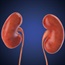 Obesity increases young adults' risk of kidney disease