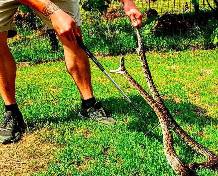 KZN snake catcher wrestles feisty python out of chicken pen | Witness