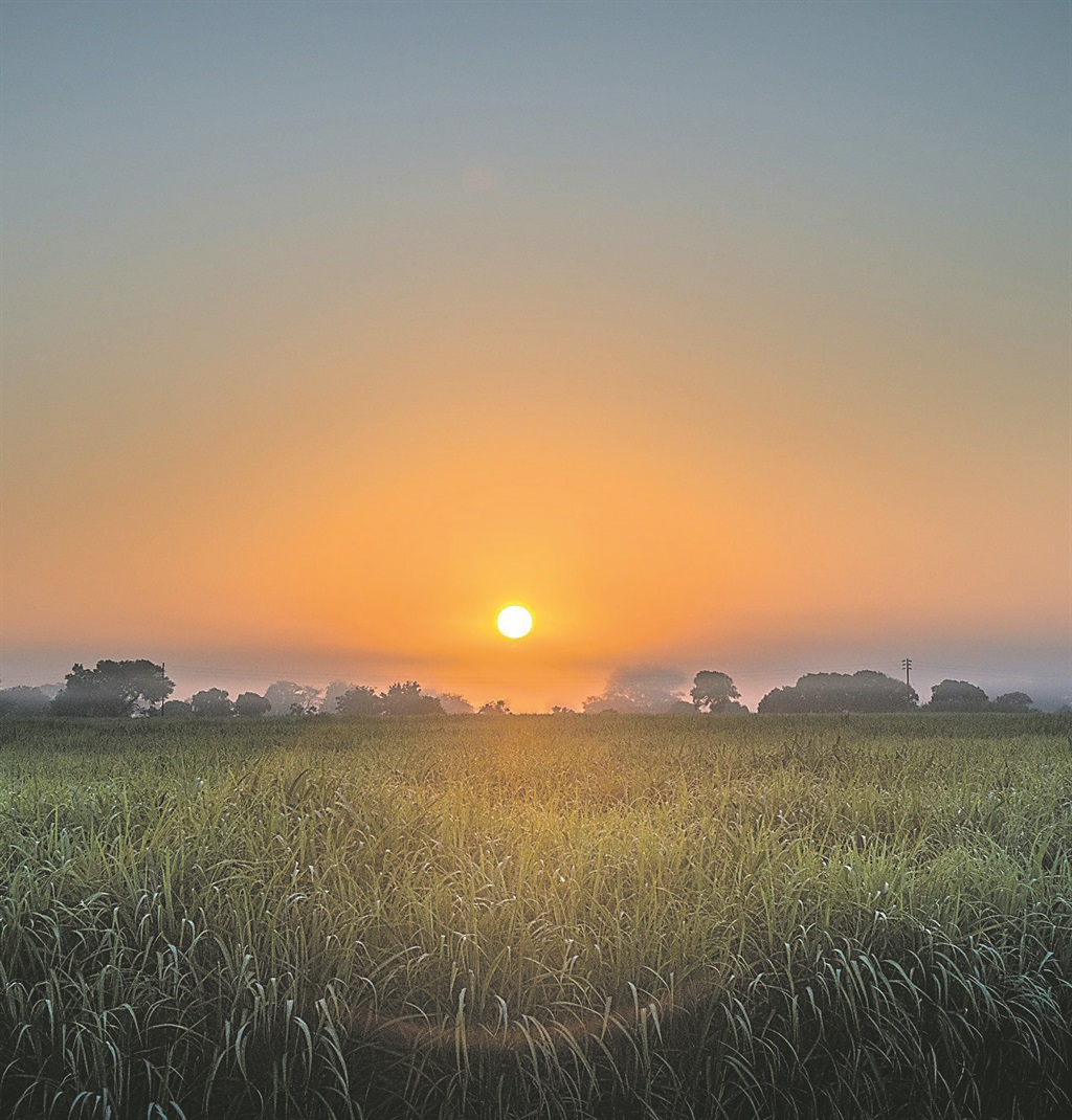 THERE'S STILL HOPE The sun rises over a sugar cane field in Xinavane, Mozambique. The field belongs to Tongaat Hulett, which has reaffirmed its commitment to stay in the country. Picture: Emil von Maltitz 