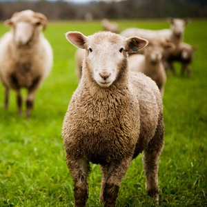 Could sheep play a part in detecting Huntington's disease?
