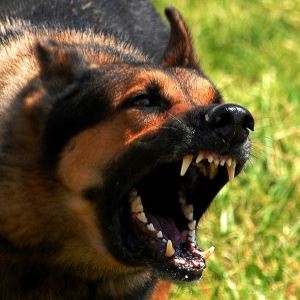 Rabid dog – Google free image