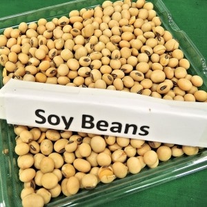 Soy beans – Google free image