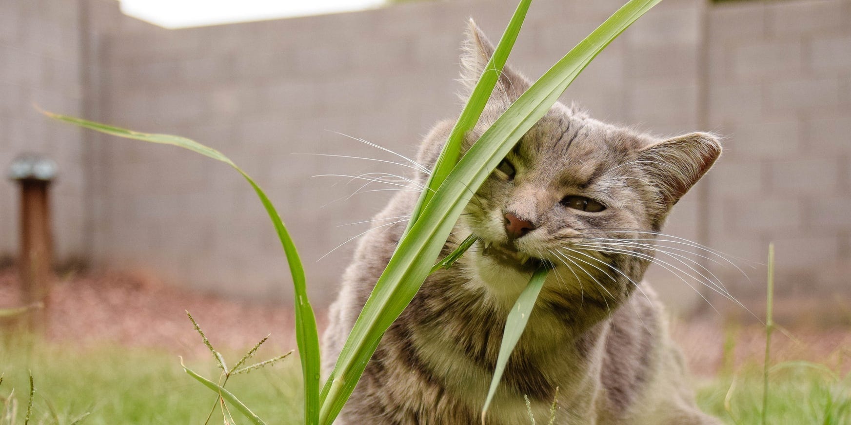 Vets clarify 6 odd cat behaviours, from consuming grass to sitting within the litter field