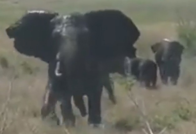 <b> ANGRY ELLY: </b> An elephant at a Mozambique game reserve wrecked a bakkie. Follow our guide to avoid finding yourself in a similar situation. <i> Image:  Youtube </i> 