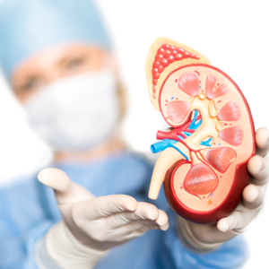 Doctor holding a kidney