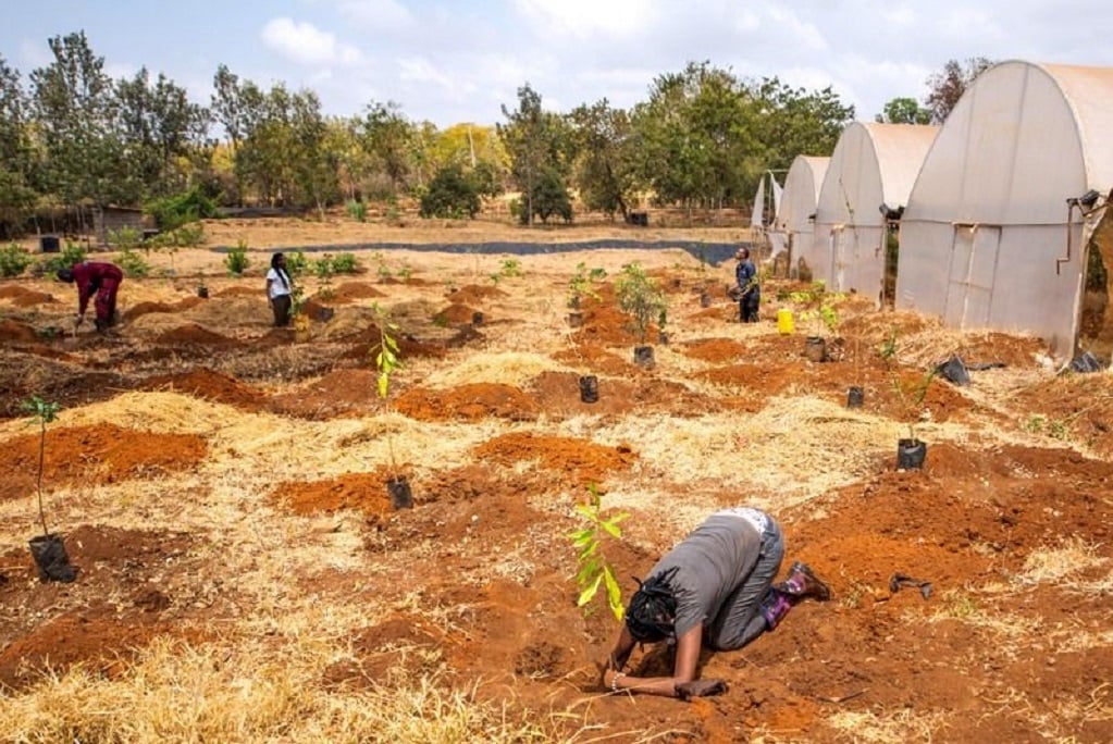 Indigenous tree planting at a farm in Embu, eastern Kenya. 