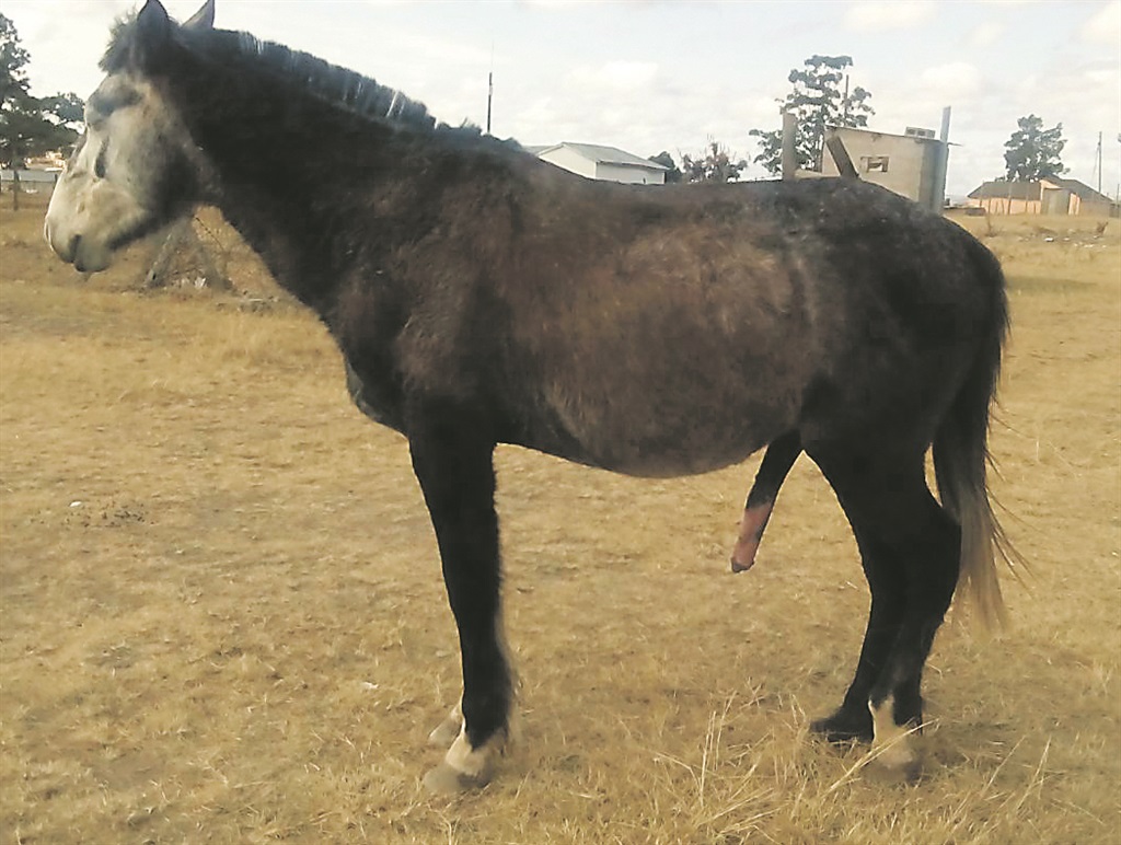 The horse has been at Zolani Krwala’s house for the past two days.                Photo by       Unathi Mshumpela 