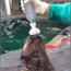 Adorable, asthmatic otter learns to use inhaler