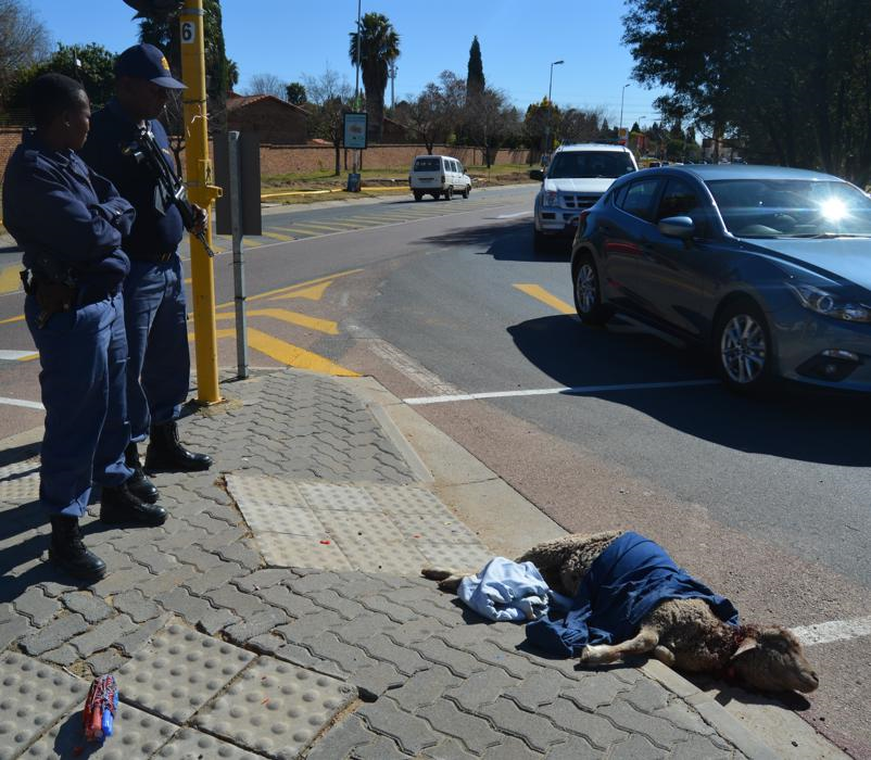 This dead sheep shocked motorists after being dressed up and dumped on a street corner in Midrand. Photo by Everson Luhanga 