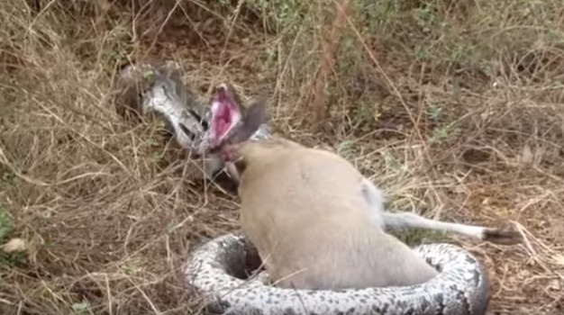 Kruger python bites off more than it can chew... literally! | News24