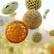 THE REAL POLLEN COUNT: High levels in Cape Town nothing to sneeze at