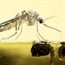 Genetically modified mosquito resistant to dengue fever