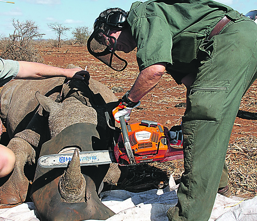 KwaZulu-Natal veterinarian Mike Toft, a rhino-dehorning specialist, gets to work. He and his team have so far dehorned 200 rhino on private reserves. 