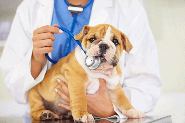 KEEP YOUR DOG HEALTHY | todocat.com