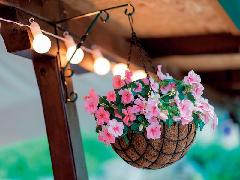 Bring your veranda to life with colourful and fragrant plants | Home
