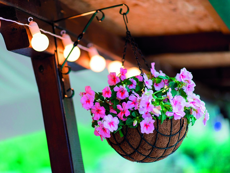 Bring your veranda to life with colourful and fragrant plants | Home