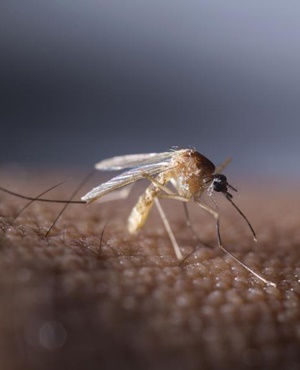 A mosquito prepares to suck the human blood. 