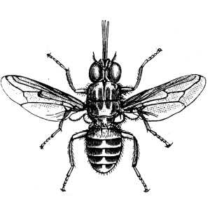 Illustration of tsetse fly – iStock