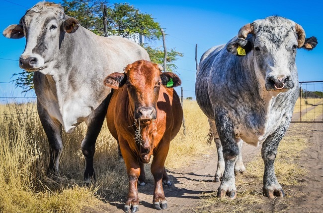 Die twee reusagtige osse met ’n Beefmaster-tipe koei van 602 kg tussen hulle. Links is die Chianina-os van 1 290 kg (816 kg aan die haak) en regs staan die Belgiese Blou-os van 1 180 kg (760 kg aan die haak). Foto: Simone Kauert