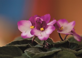 Indoor plant of the month: African violets