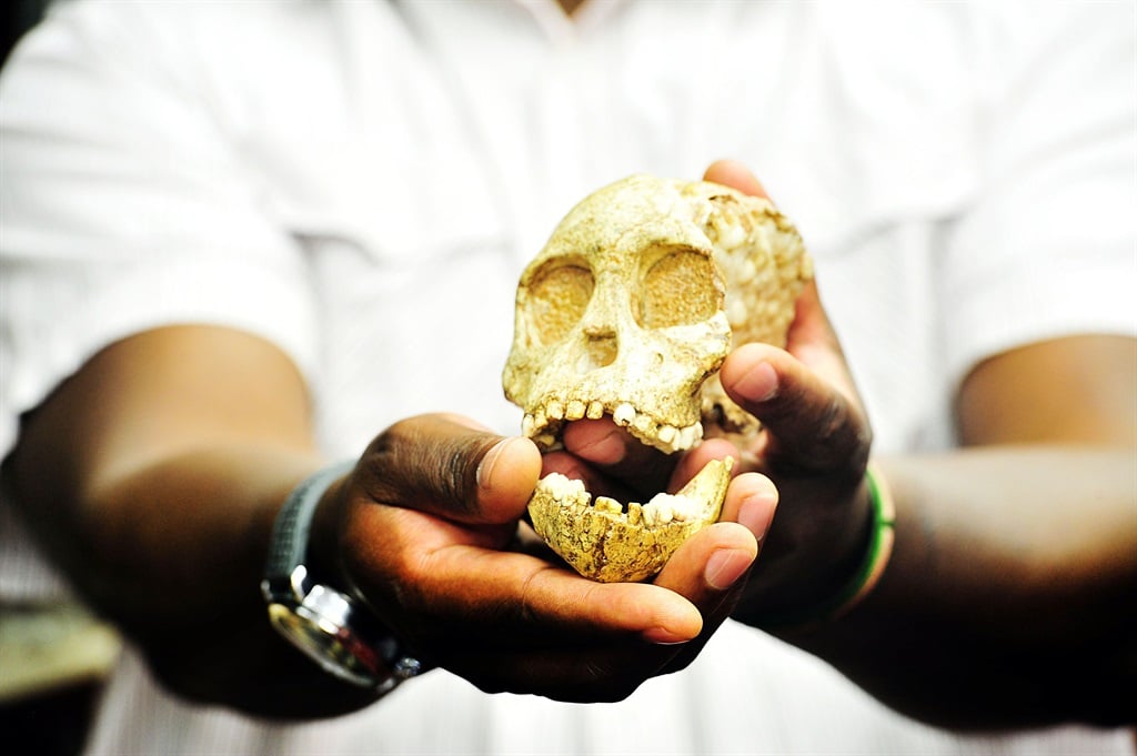 Human history: The 2.5 million year-old Taung Child’s skull  Photo: Leon Sadiki 