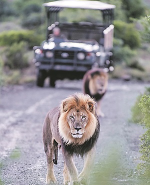 MANE COURSE Two male lions saunter around a South African national park. Picture: Panorama primary