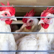 Bird Flu is raging, adding to the risks for food inflation