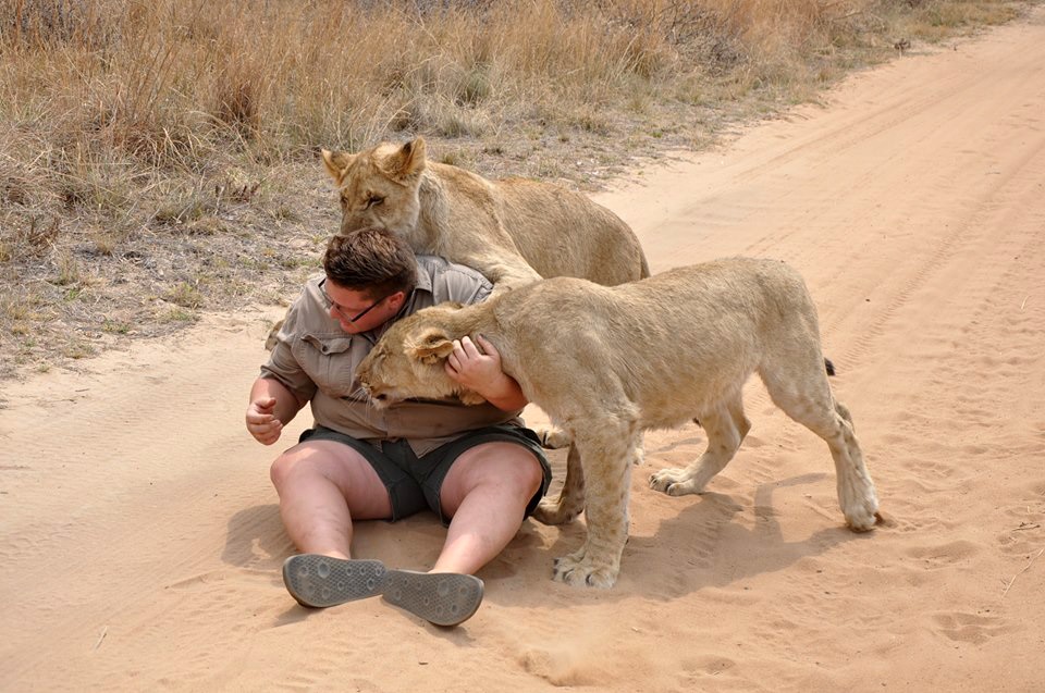 Guide Yolandi Smith plays with the lions. Photo by Matshidiso Legwale Photo by   