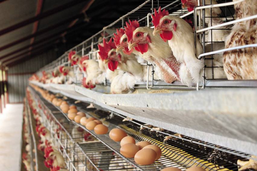 Die meeste eiers wat in Suid-Afrika geproduseer word, word plaaslik verkoop. Net ’n klein hoeveelheid word uitgevoer, hoofsaaklik na lande in Suider-Afrika. FOTO: CHARL VAN ROOYEN