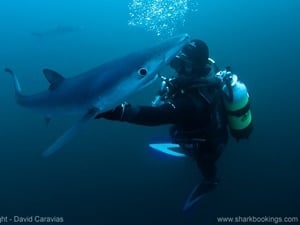 Meet Lalo Saidy, White Shark Guide and Underwater Videographer