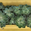 How to create a pretty succulent frame