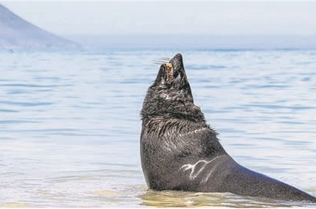 As hundreds of seals buried Western Cape government awaits report on cause  of deaths | News24