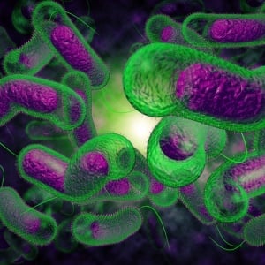 Cholera bacteria – iStock