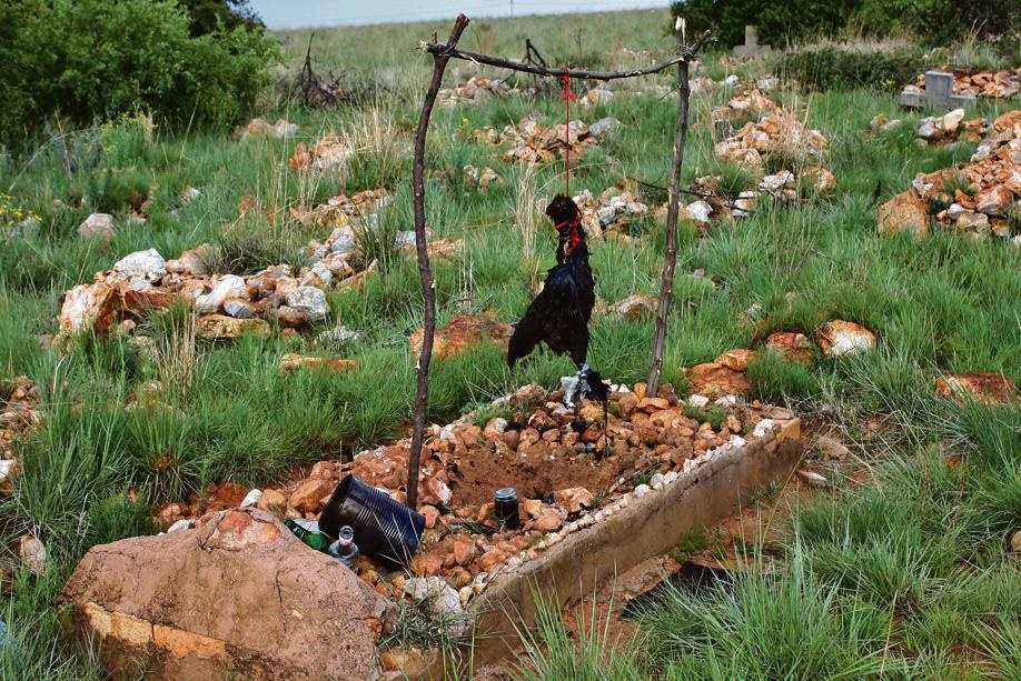 A hanged chicken was found at a grave in a Lenasia South cemetery.