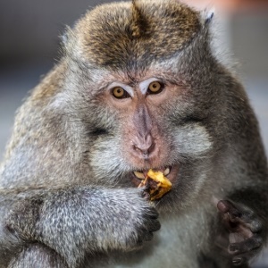 Macaque monkey – iStock