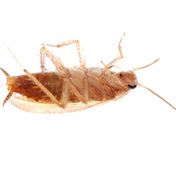 German cockroaches in SA at 'near pandemic levels', say pest control groups