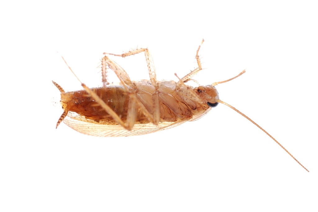 German cockroach. 