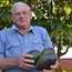 Ugly, smaller avos as drought hits this year’s crop