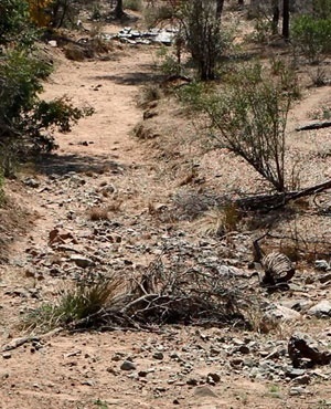 Drought in Kruger Park. (News24)