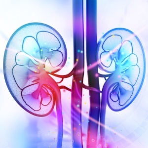 Human kidney – iStock