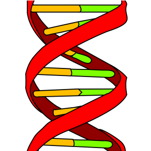 Human gene – Google free image
