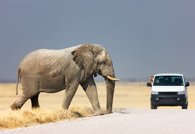 <B>WELCOME TO NAMIBIA:</B> Namibia is home not only to vast, open roads but to amazing wildlife, too! <i>Image: iStock</i>