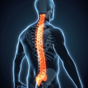 Human spinal cord – iStock