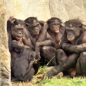 Bonobos – Google free image
