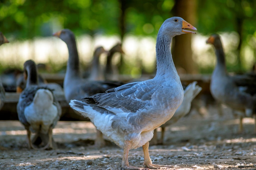 Wabah flu burung di wilayah foie gras Prancis