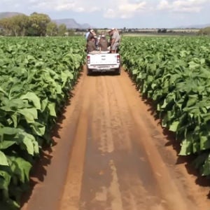 tobacco farming in south africa WATCH: 10 000 Tobacco farming jobs on the line due to illicit cigarettes